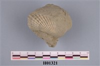 藏品(船蛤)的圖片